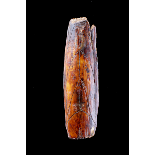 Ancient Punuk Eskimo Walrus Ivory Fragment of a Gut Scraper